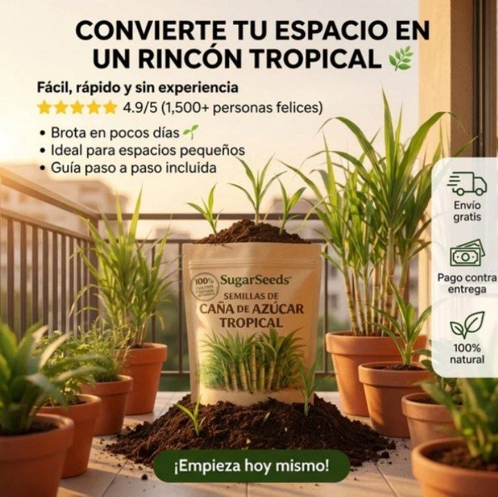 Cultiva tu Propia Caña de Azúcar: Semillas Tropicales de Fácil Germinación para el Hogar